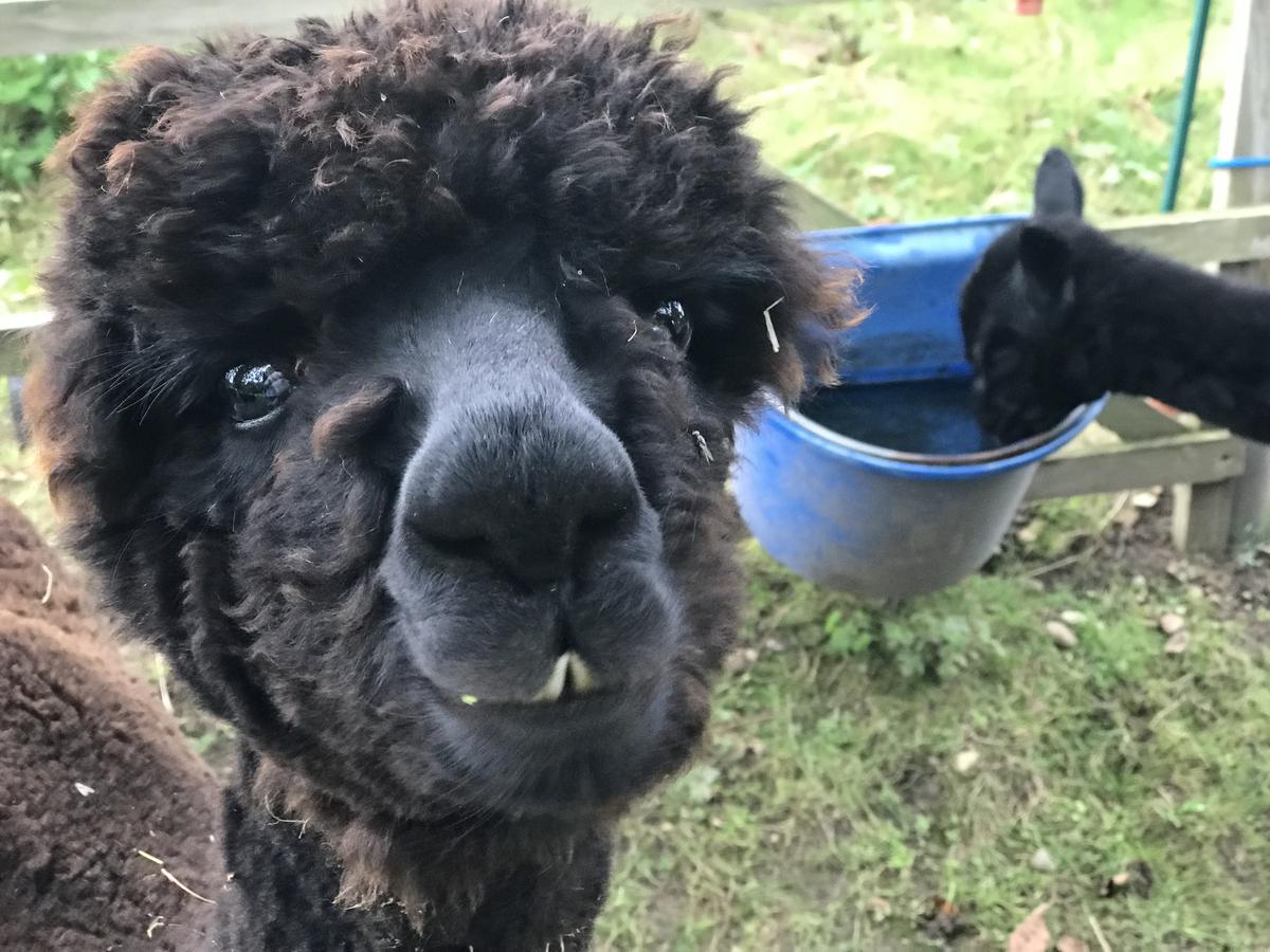 Babyboom bei den Alpakas im Odenwald